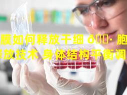 筋膜如何释放干细 🌷 胞（筋膜释放技术 身体结构平衡调整）
